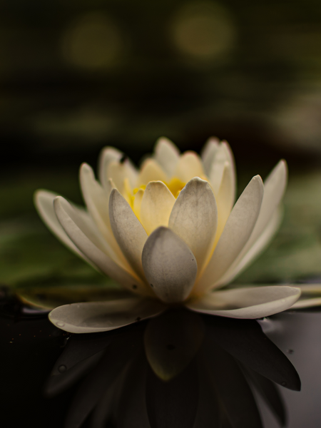 White Lotus Oudh Saffron | Incense Sticks by Absolute Bliss