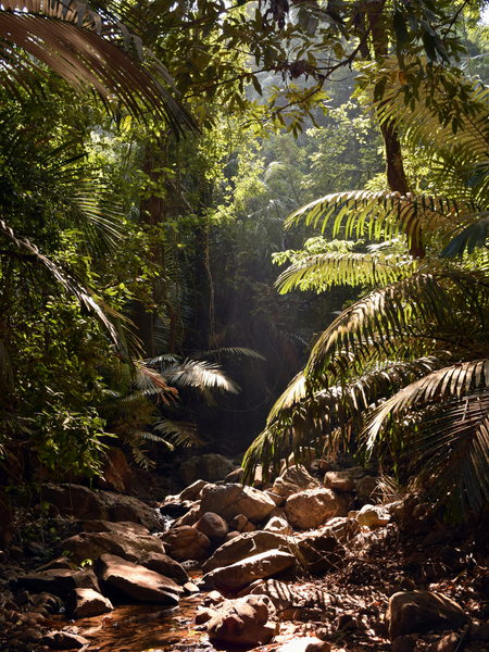 Oudh Saffron | Incense Sticks by Absolute Bliss