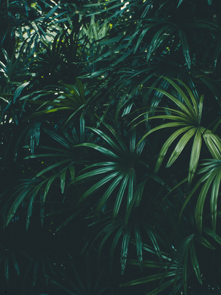 Sweetness | Incense Sticks by Absolute Bliss