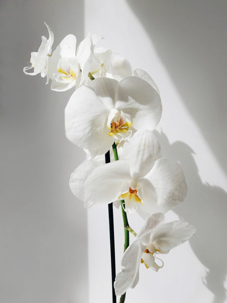 Marriage of Pine and Orchid | Daily Incense by Les Encens du Monde