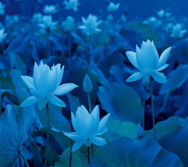 Blue Lotus | Absolute 20gm by Pure Incense