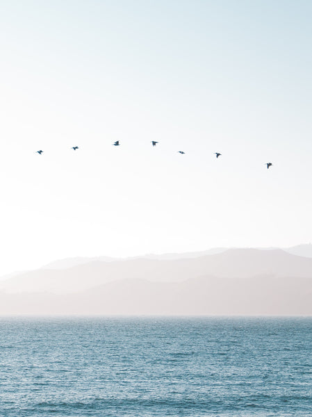 Swallows in Flight (Temple Grade) | Premium Incense by Les Encens du Monde