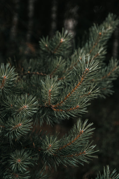 Pine Tree Incense | Oedo-Koh by Nippon Kodo