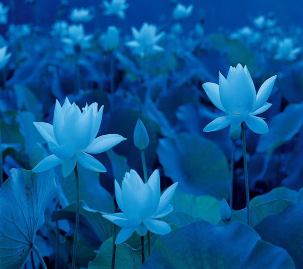 Connoisseur Blue Lotus | Connoisseur 10gm by Pure Incense